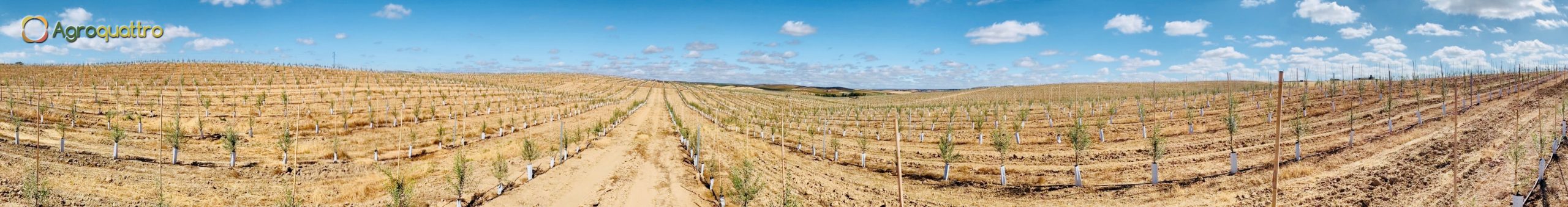 Finca1-1LR Plantación de olivar en seto en España