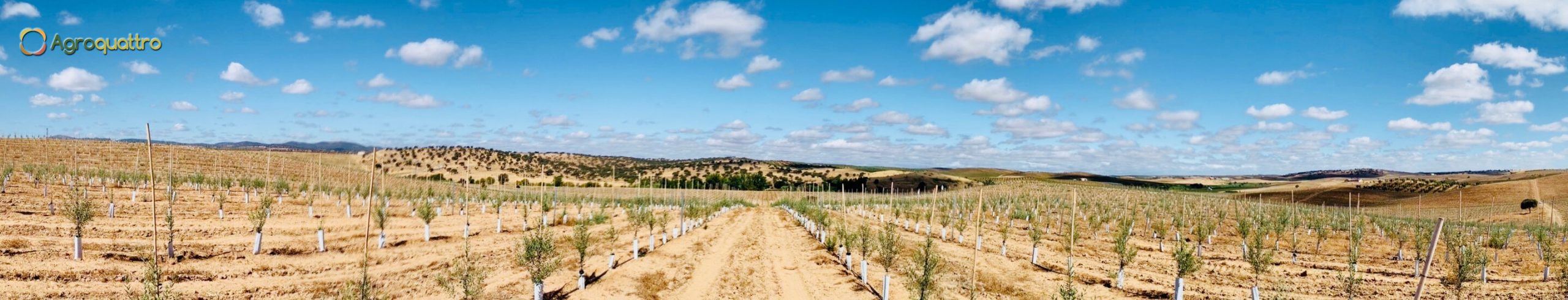 Finca1-2LR Plantación de olivar en seto en España