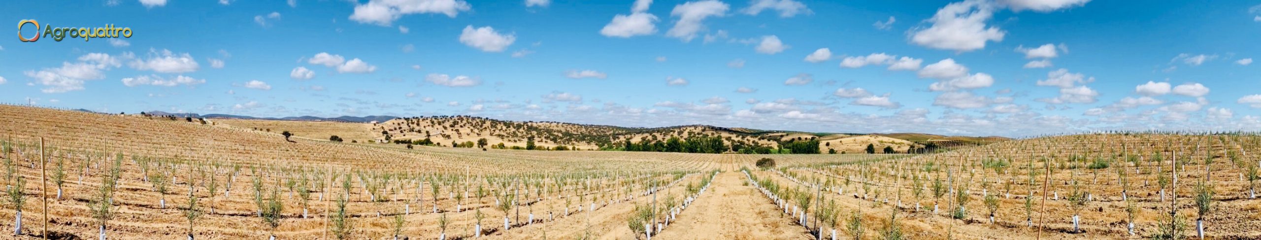 Finca1-3LR Plantación de olivar en seto en España