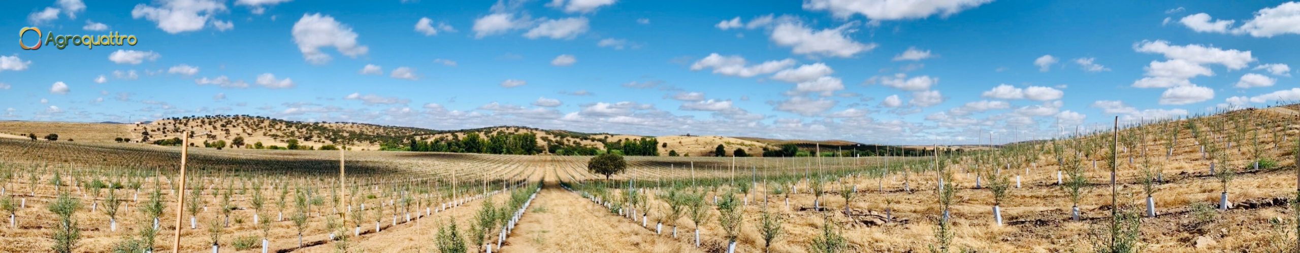 Finca1-4LR Plantación de olivar en seto en España
