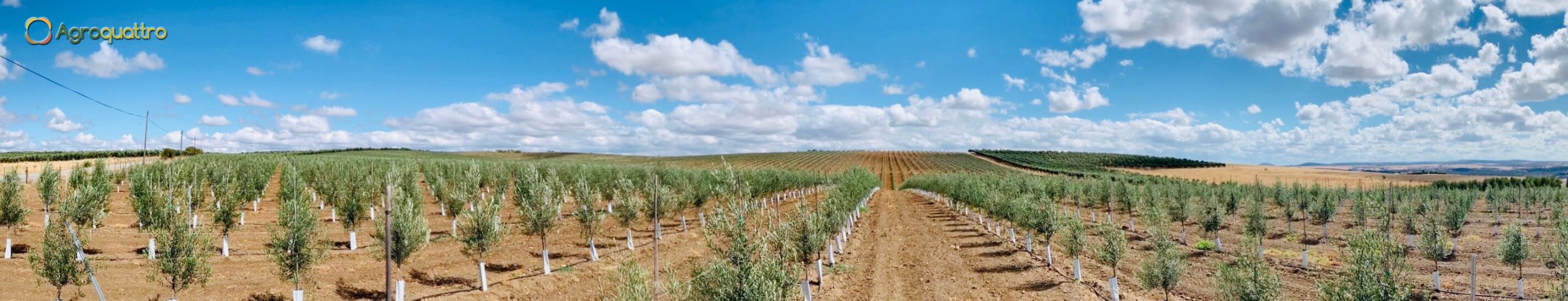 Finca3-1LR Plantación de olivar en seto en Portugal
