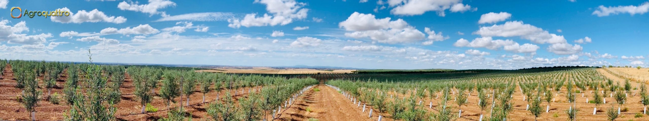 Finca3-2LR Plantación de olivar en seto en Portugal
