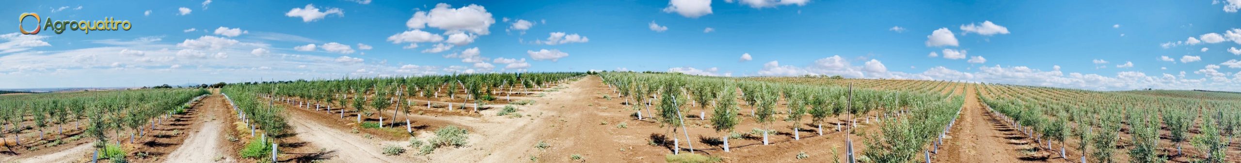 Finca3-3LR Plantación de olivar en seto en Portugal