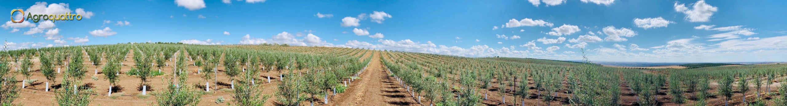 Finca3-4LR Plantación de olivar en seto en Portugal
